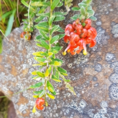 Grevillea alpina (Mountain Grevillea / Cat's Claws Grevillea) at Black Mountain - 10 Sep 2022 by HappyWanderer