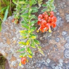 Grevillea alpina (Mountain Grevillea / Cat's Claws Grevillea) at Acton, ACT - 10 Sep 2022 by HappyWanderer