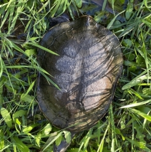 Chelodina longicollis at Murrumbateman, NSW - 9 Sep 2022