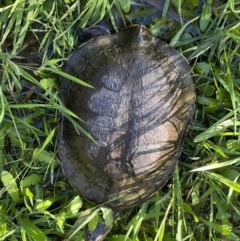 Chelodina longicollis (Eastern Long-necked Turtle) at Murrumbateman, NSW - 9 Sep 2022 by SimoneC