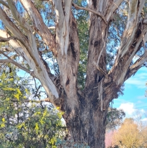 Eucalyptus melliodora at Murrumbateman, NSW - 10 Sep 2022