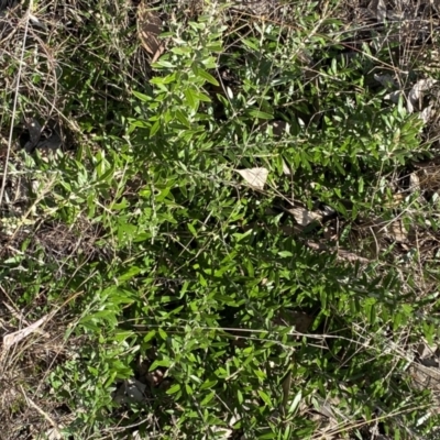 Olea europaea subsp. cuspidata (African Olive) at QPRC LGA - 10 Sep 2022 by Steve_Bok