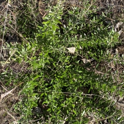Olea europaea subsp. cuspidata (African Olive) at Jerrabomberra, NSW - 10 Sep 2022 by SteveBorkowskis
