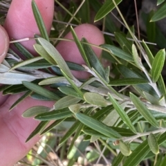 Olea europaea subsp. cuspidata at Jerrabomberra, NSW - 10 Sep 2022