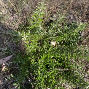 Olea europaea subsp. cuspidata at Jerrabomberra, NSW - 10 Sep 2022 04:30 PM