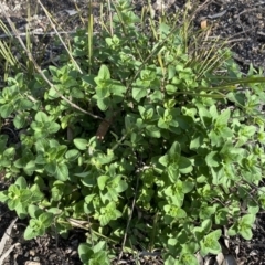 Origanum vulgare (Oregano) at Mount Jerrabomberra - 10 Sep 2022 by Steve_Bok