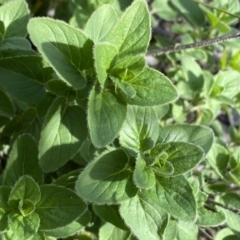 Origanum vulgare at Jerrabomberra, NSW - 10 Sep 2022