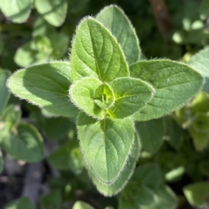 Origanum vulgare at Jerrabomberra, NSW - 10 Sep 2022