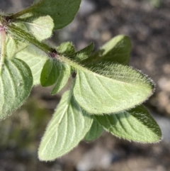 Origanum vulgare at Jerrabomberra, NSW - 10 Sep 2022