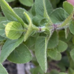 Origanum vulgare at Jerrabomberra, NSW - 10 Sep 2022