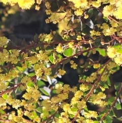 Acacia pravissima (Wedge-leaved Wattle, Ovens Wattle) at Murrumbateman, NSW - 10 Sep 2022 by abread111