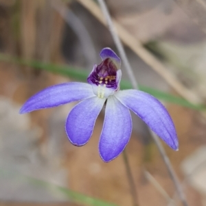 Cyanicula caerulea at Acton, ACT - 10 Sep 2022