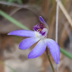 Cyanicula caerulea at Acton, ACT - suppressed