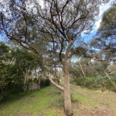 Eucalyptus macrorhyncha (Red Stringybark) at Jerrabomberra, NSW - 10 Sep 2022 by Steve_Bok