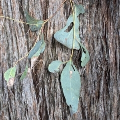 Eucalyptus macrorhyncha at Jerrabomberra, NSW - 10 Sep 2022
