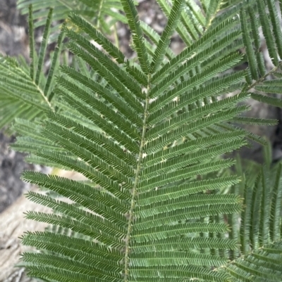 Acacia mearnsii (Black Wattle) at Jerrabomberra, NSW - 10 Sep 2022 by SteveBorkowskis