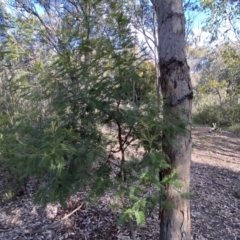 Acacia mearnsii at Jerrabomberra, NSW - 10 Sep 2022