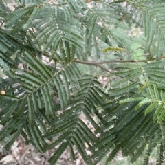 Acacia mearnsii at Jerrabomberra, NSW - 10 Sep 2022