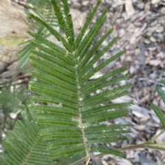 Acacia mearnsii at Jerrabomberra, NSW - 10 Sep 2022