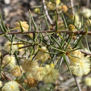 Acacia ulicifolia at Jerrabomberra, NSW - 10 Sep 2022 03:09 PM