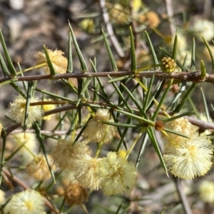 Acacia ulicifolia at Jerrabomberra, NSW - 10 Sep 2022