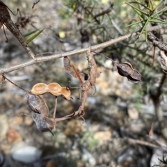 Acacia ulicifolia at Jerrabomberra, NSW - 10 Sep 2022