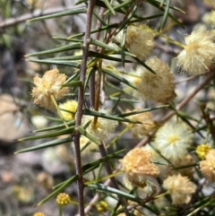 Acacia ulicifolia at Jerrabomberra, NSW - 10 Sep 2022 03:09 PM