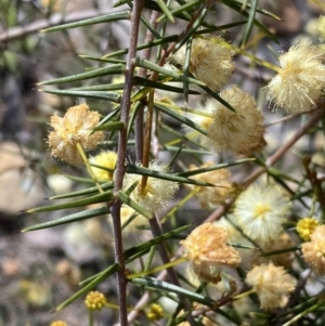 Acacia ulicifolia at Jerrabomberra, NSW - 10 Sep 2022 03:09 PM