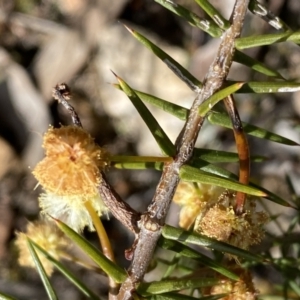 Acacia ulicifolia at Jerrabomberra, NSW - 10 Sep 2022 03:09 PM