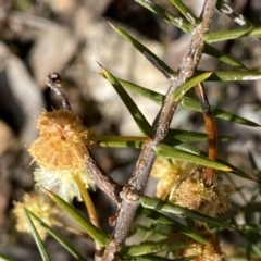 Acacia ulicifolia at Jerrabomberra, NSW - 10 Sep 2022