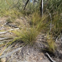 Lepidosperma laterale (Variable Sword Sedge) at Jerrabomberra, NSW - 10 Sep 2022 by SteveBorkowskis