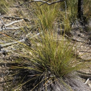 Lepidosperma laterale at Jerrabomberra, NSW - 10 Sep 2022 02:59 PM