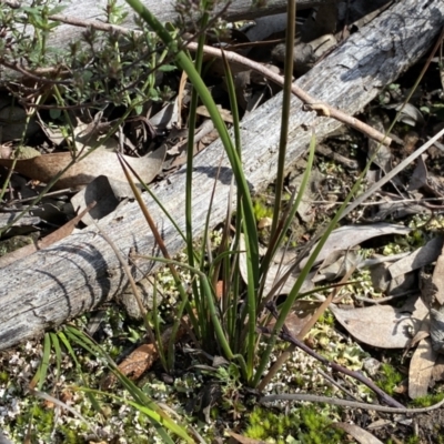 Lepidosperma laterale (Variable Sword Sedge) at Jerrabomberra, NSW - 10 Sep 2022 by SteveBorkowskis