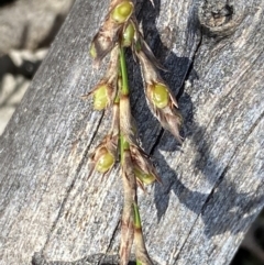 Lepidosperma laterale at Jerrabomberra, NSW - 10 Sep 2022