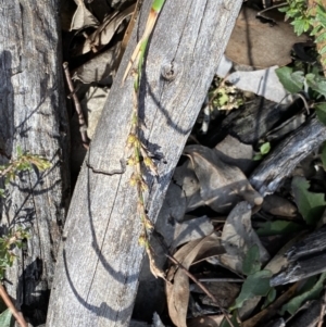 Lepidosperma laterale at Jerrabomberra, NSW - 10 Sep 2022