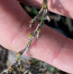 Lepidosperma laterale at Jerrabomberra, NSW - 10 Sep 2022