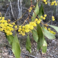 Acacia pycnantha (Golden Wattle) at Mount Jerrabomberra - 10 Sep 2022 by Steve_Bok