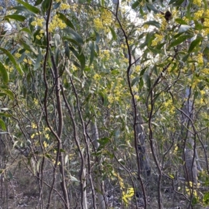 Acacia pycnantha at Jerrabomberra, NSW - 10 Sep 2022 02:40 PM