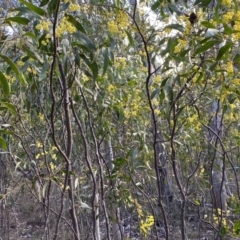 Acacia pycnantha at Jerrabomberra, NSW - 10 Sep 2022