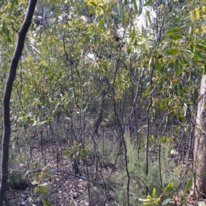 Acacia pycnantha at Jerrabomberra, NSW - 10 Sep 2022