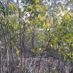 Acacia pycnantha at Jerrabomberra, NSW - 10 Sep 2022
