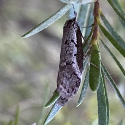Philobota stella (A concealer moth) at Mount Jerrabomberra QP - 10 Sep 2022 by Steve_Bok