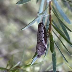 Philobota stella at Jerrabomberra, NSW - 10 Sep 2022