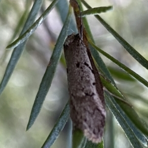 Philobota stella at Jerrabomberra, NSW - 10 Sep 2022