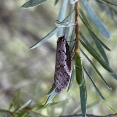 Philobota stella at Jerrabomberra, NSW - 10 Sep 2022