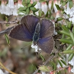 Erina hyacinthina (Varied Dusky-blue) at Mount Jerrabomberra QP - 10 Sep 2022 by Steve_Bok