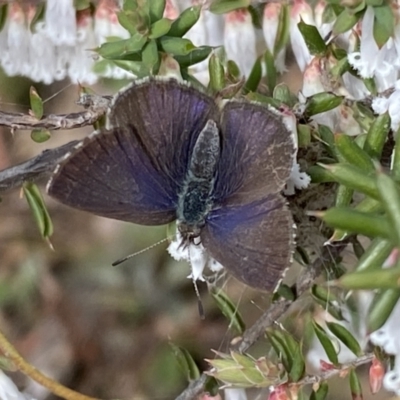 Erina hyacinthina (Varied Dusky-blue) at Mount Jerrabomberra QP - 10 Sep 2022 by Steve_Bok