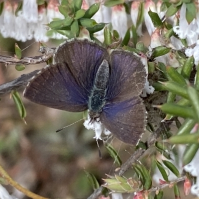 Erina hyacinthina (Varied Dusky-blue) at Jerrabomberra, NSW - 10 Sep 2022 by SteveBorkowskis