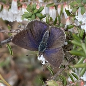 Erina hyacinthina at Jerrabomberra, NSW - 10 Sep 2022