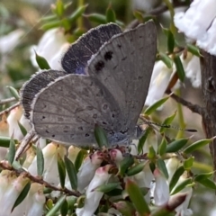 Erina hyacinthina at Jerrabomberra, NSW - 10 Sep 2022